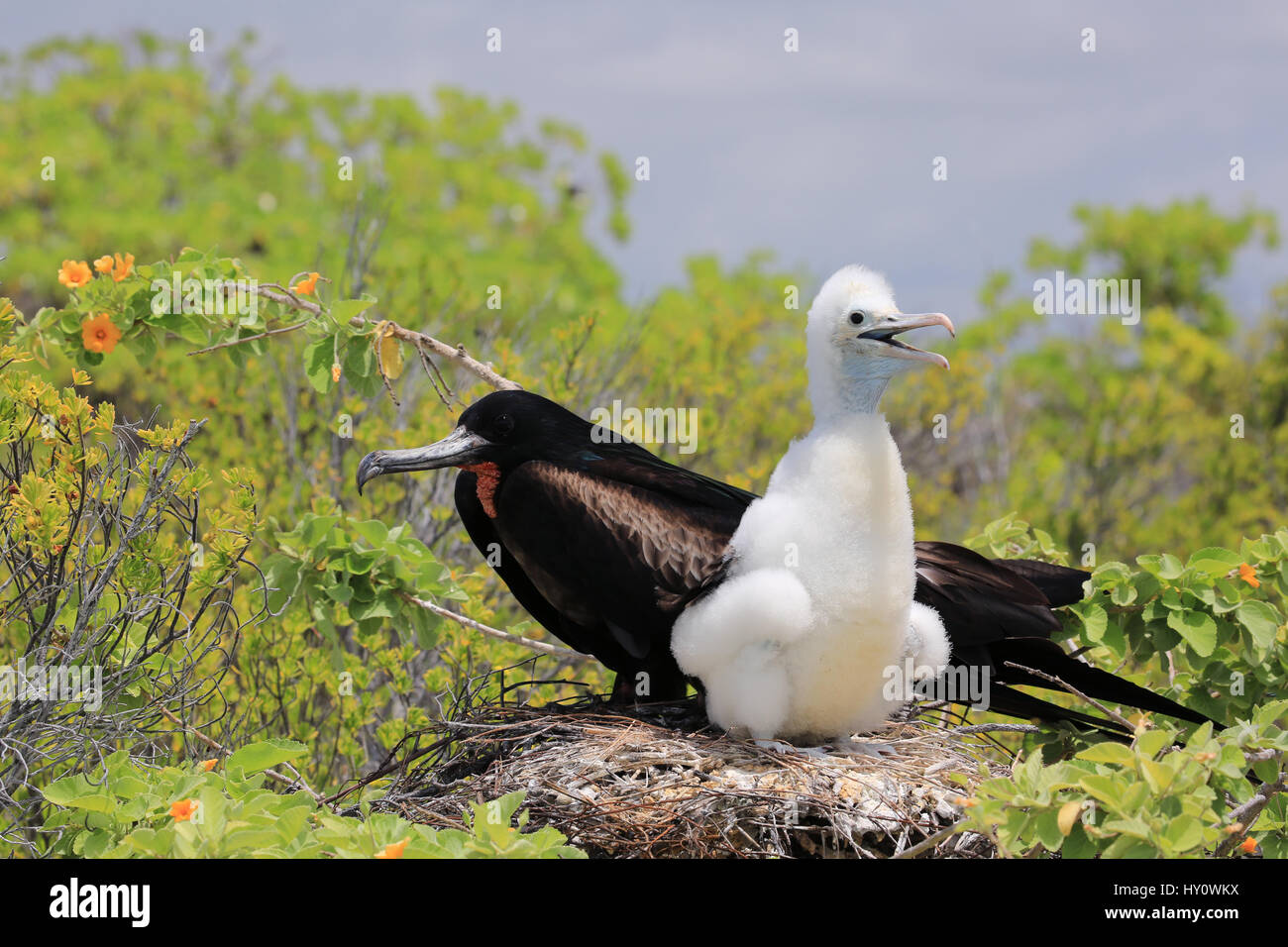 Male great frigatebird with a chick in the nest, Christmas Island, Kiribati Stock Photo