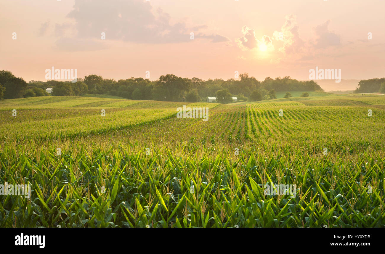 A midwestern cornfield glistens below the setting sun Stock Photo