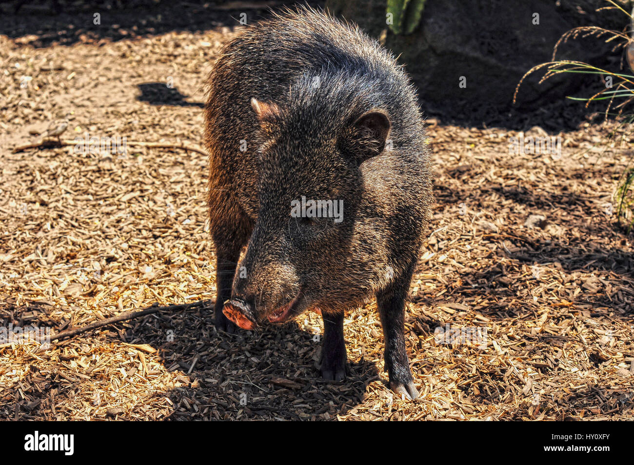 American pigs peccaries in the zoo in Melbourne Stock Photo
