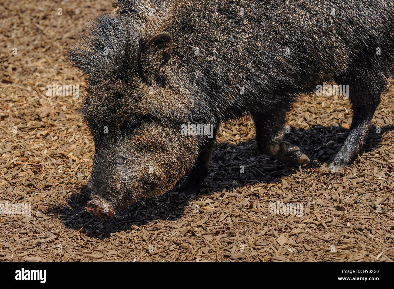 American pigs peccaries in the zoo in Melbourne Stock Photo
