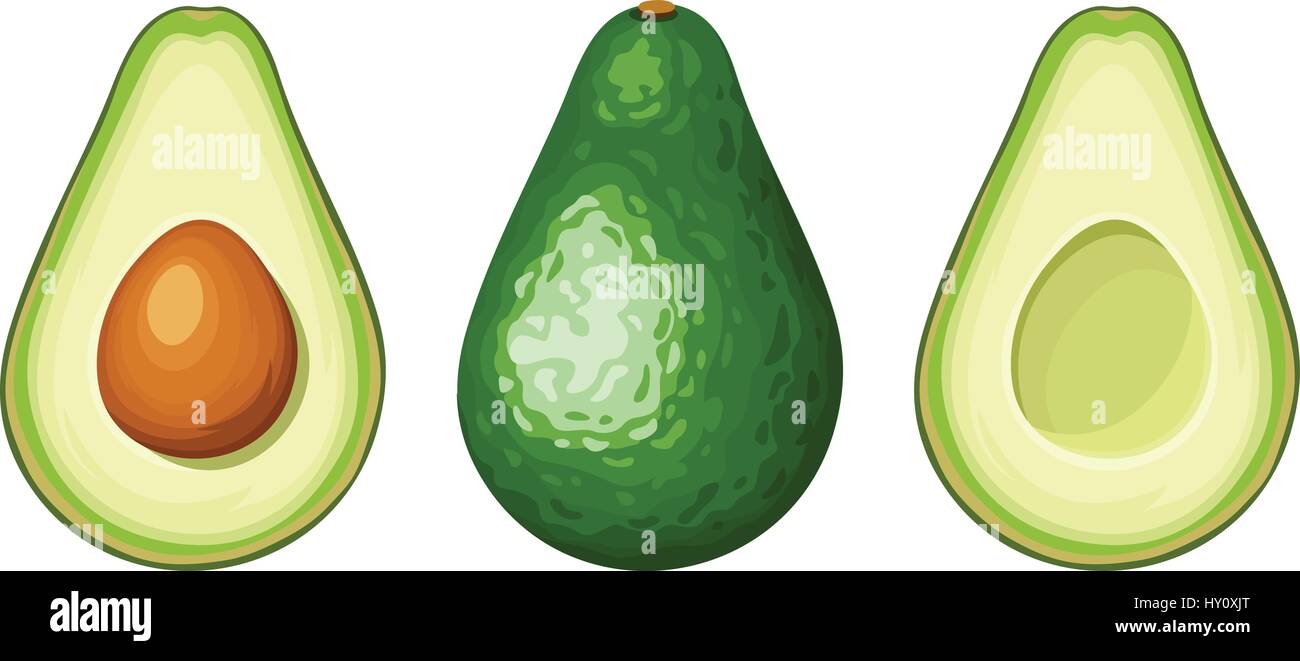 Vector set of whole and sliced avocado fruit isolated on a white ...