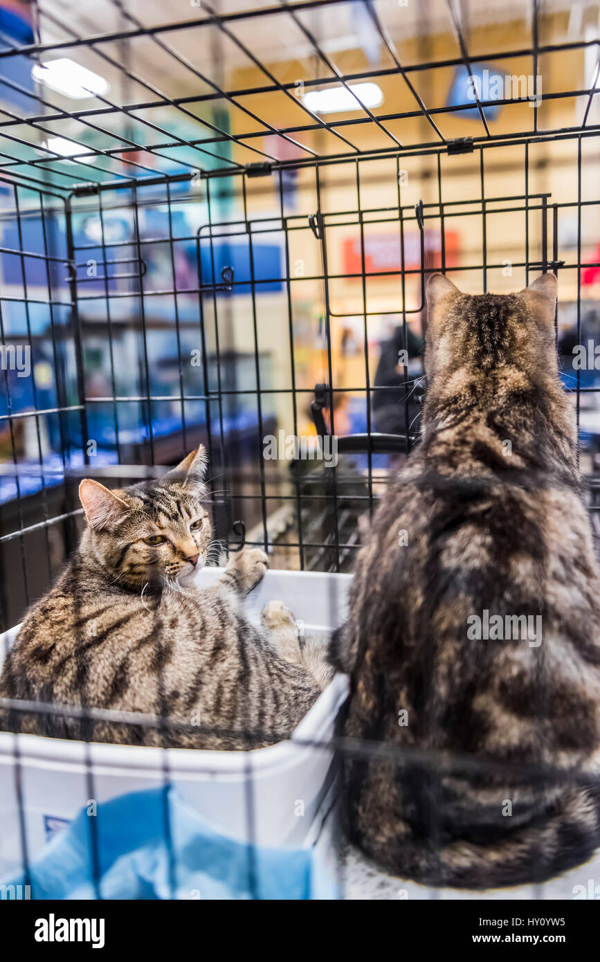 Two young cats in a cage waiting for adoption Stock Photo Alamy