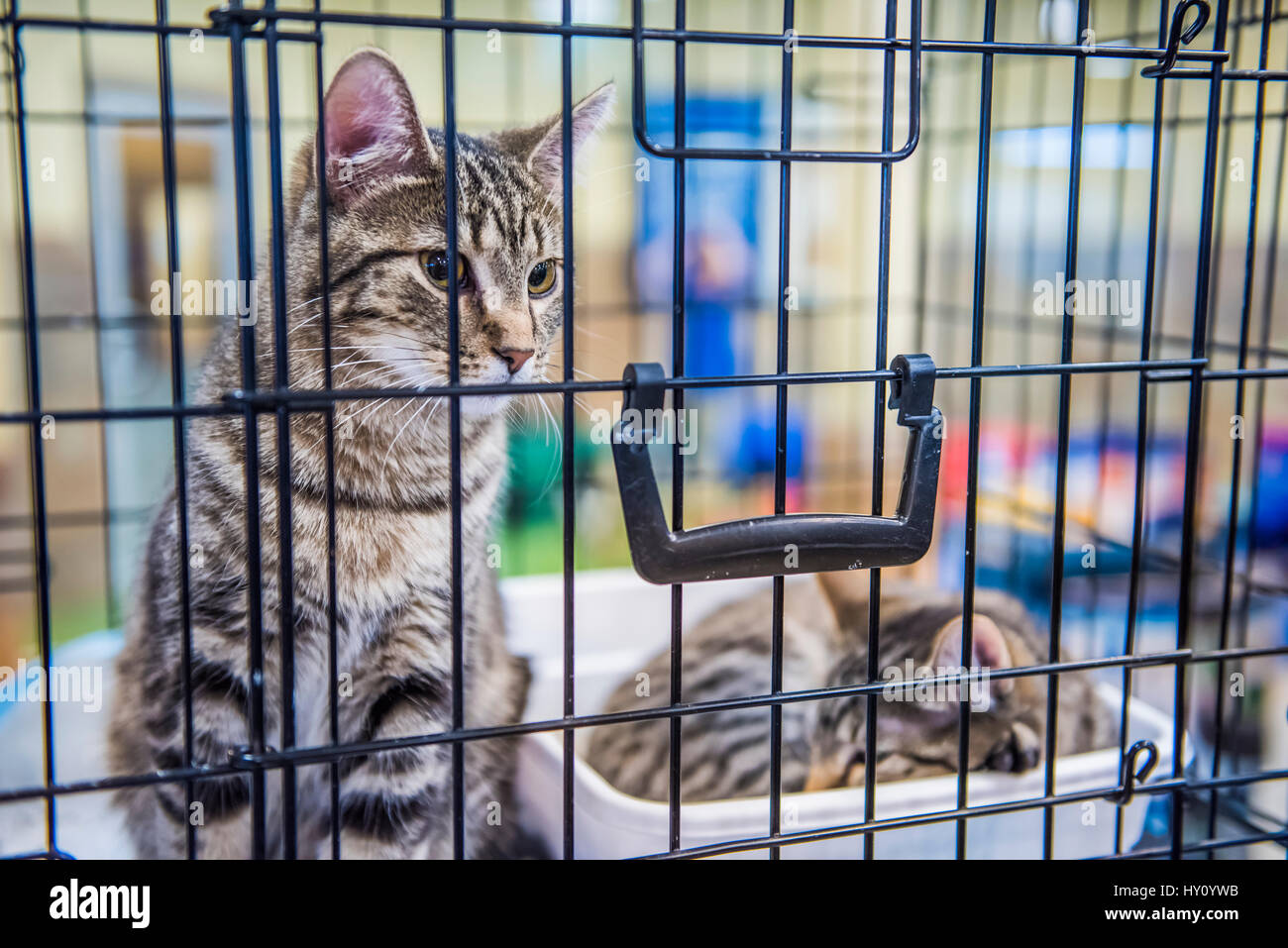 Cats in a cage hires stock photography and images Alamy