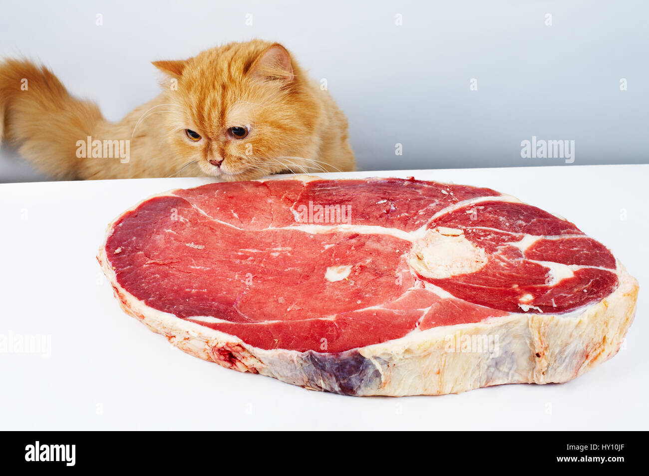 Cat Meat In Chinese Food