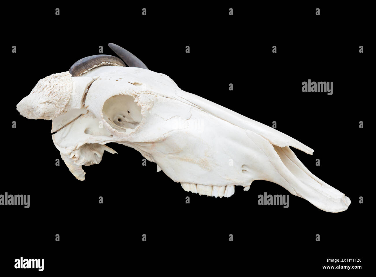 Blue wildebeest head skull isolated on white background with clipping paths Stock Photo