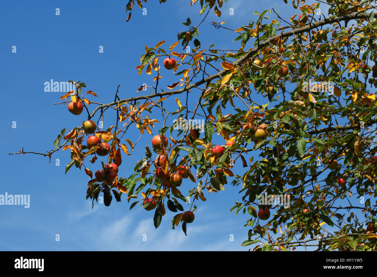 ripe Apples on an apple tree Stock Photo - Alamy