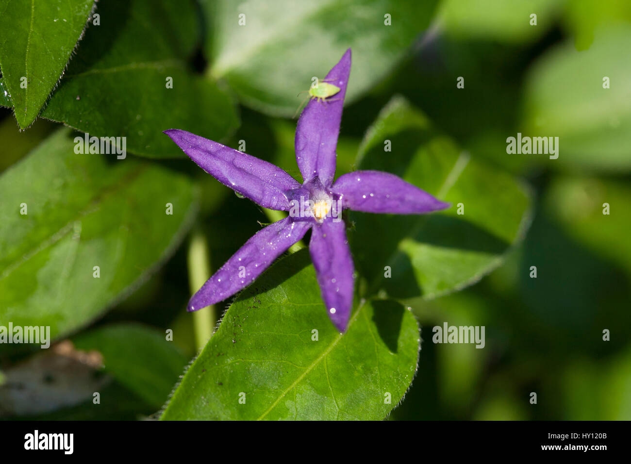Violet Blue Star Flower Stock Photo