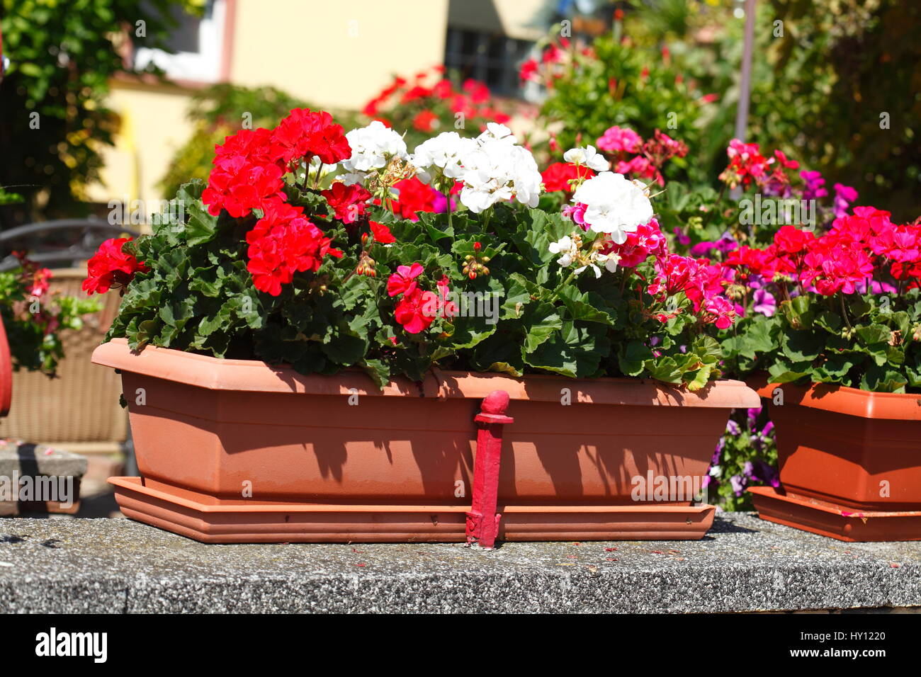 flower box with red geraniums Stock Photo Alamy