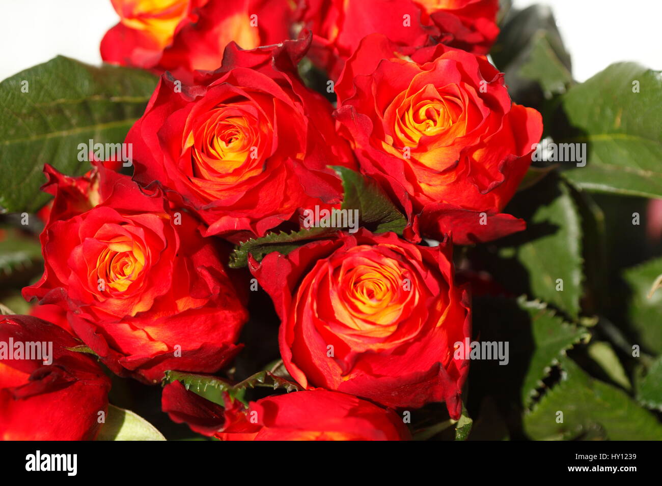 Red colored Roses Stock Photo - Alamy