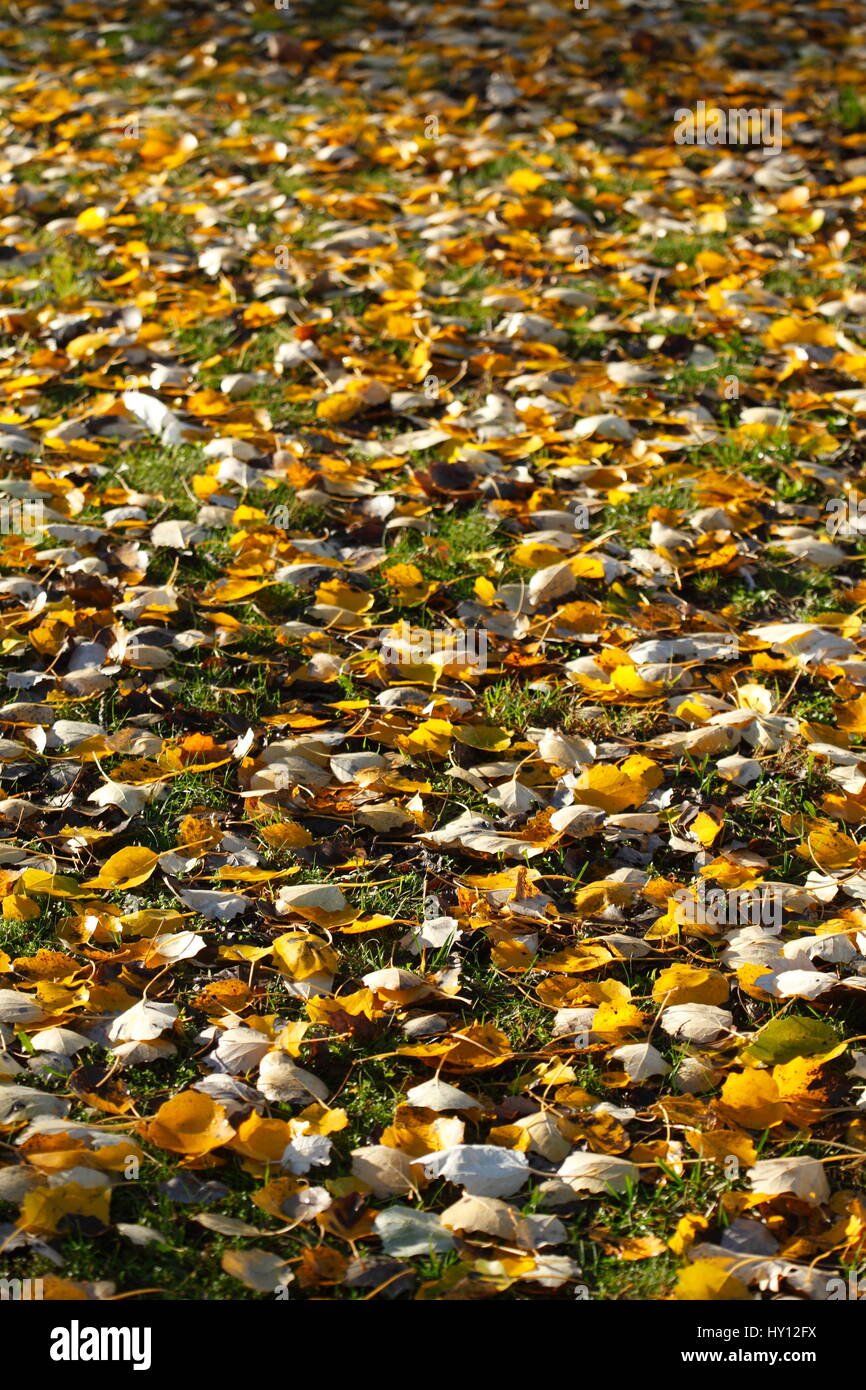 gelb verfärbtes Herbstlaub Stock Photo