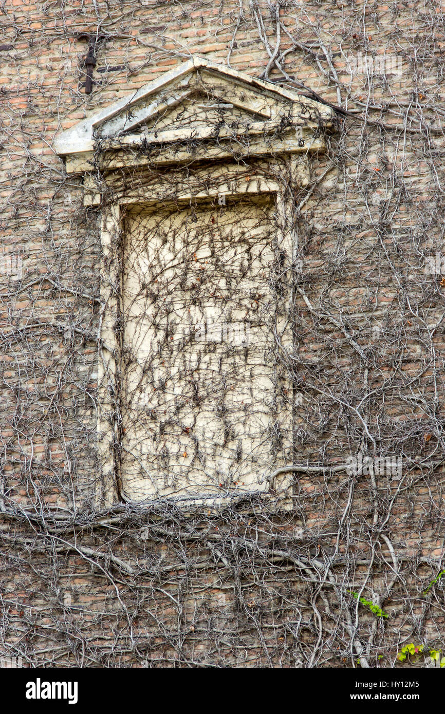 An old brick wall with a frame of a window laid with bricks overgrown with a wild gapes of brown and green, a magnificent, cool background Stock Photo
