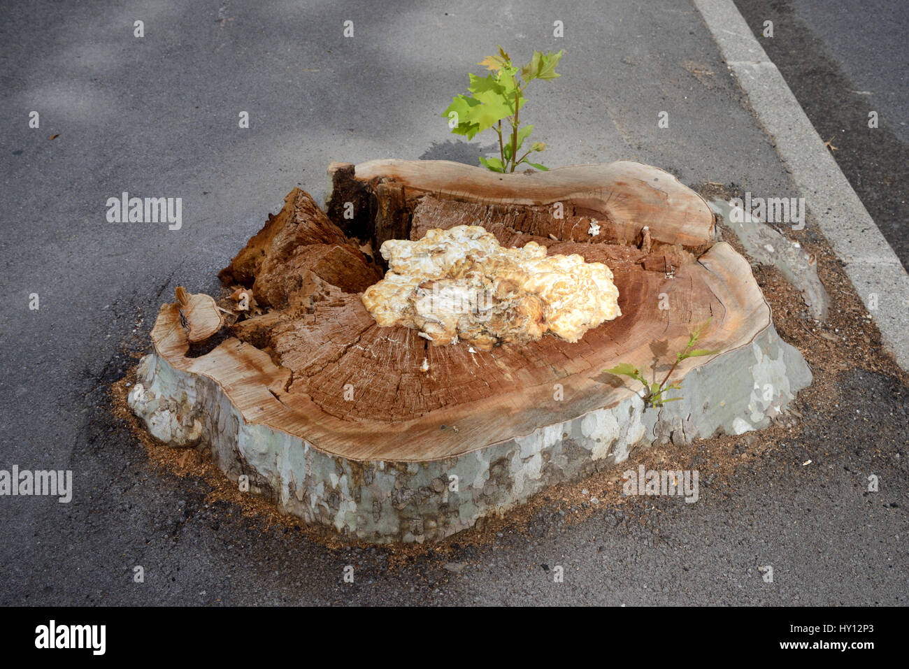 Stump and Fungus or Cancre of Diseased Plane Tree Infected by Massaria Disease Cut Down in Aix-en-Provence France Stock Photo