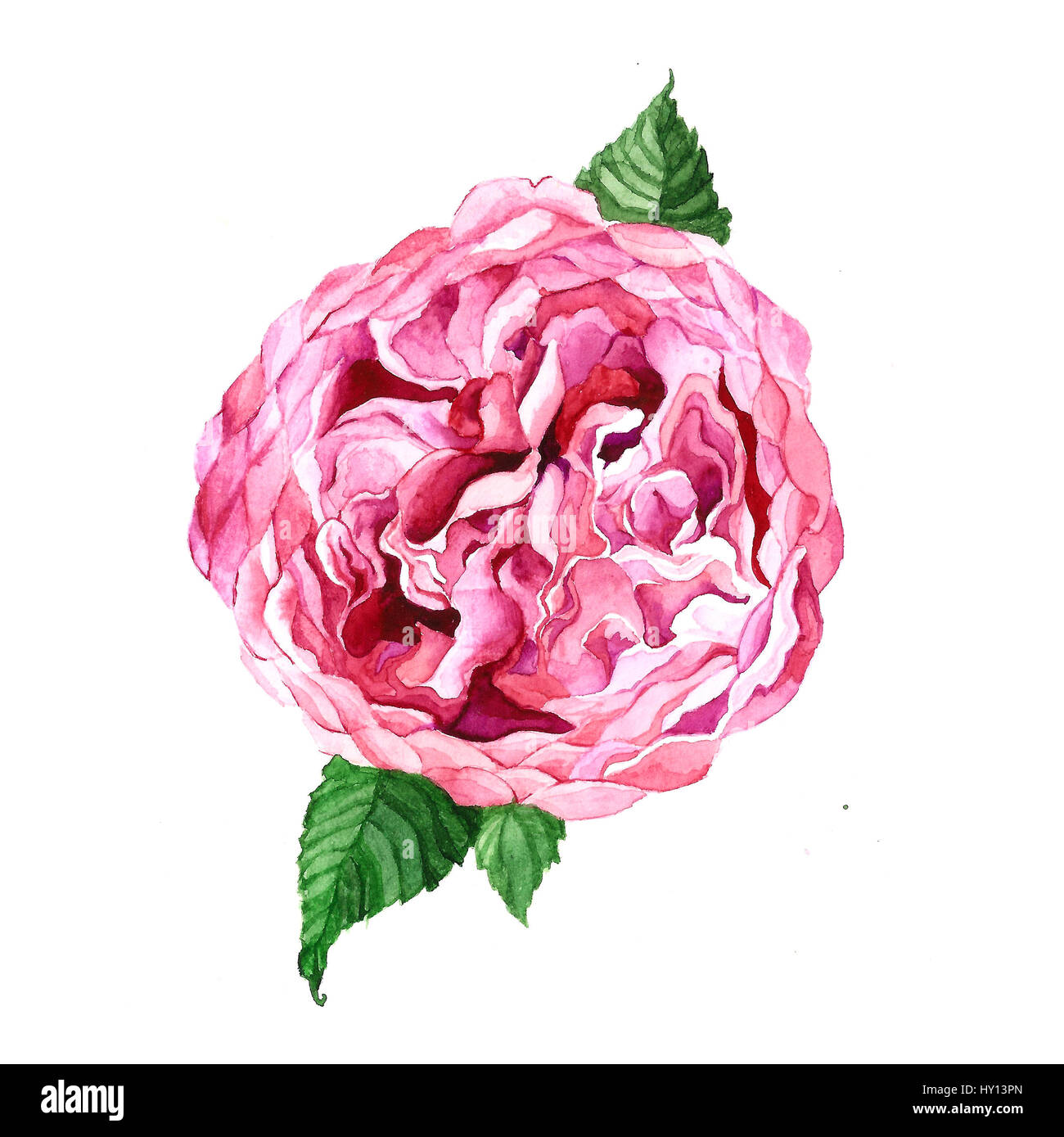Austin rose pink flower isolated on white background. Stock Photo