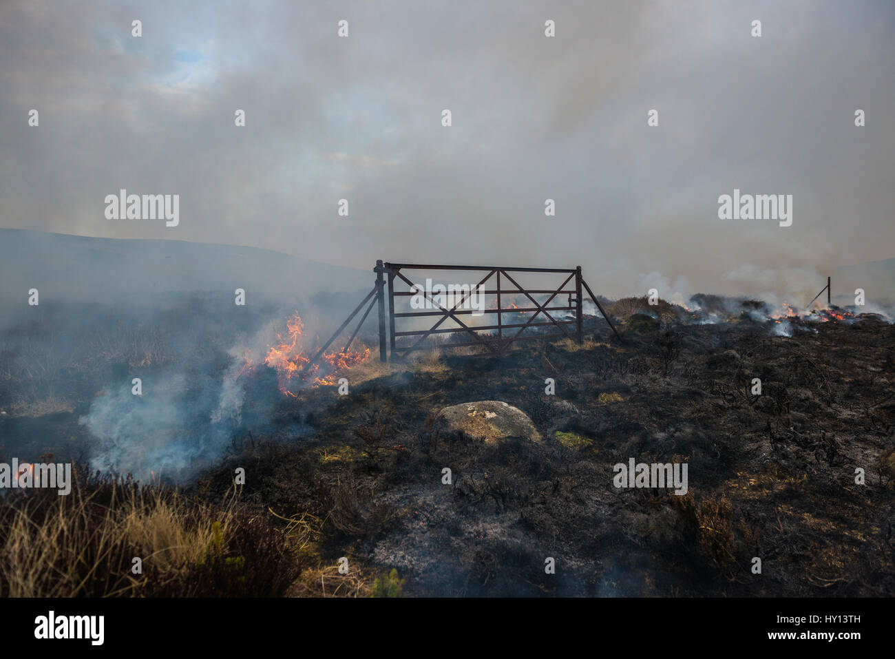 Heather burns around a metal gate on a hillside during a muirburn on moorland near Inverness. Muirburn is controlled heather burning and is considered Stock Photo