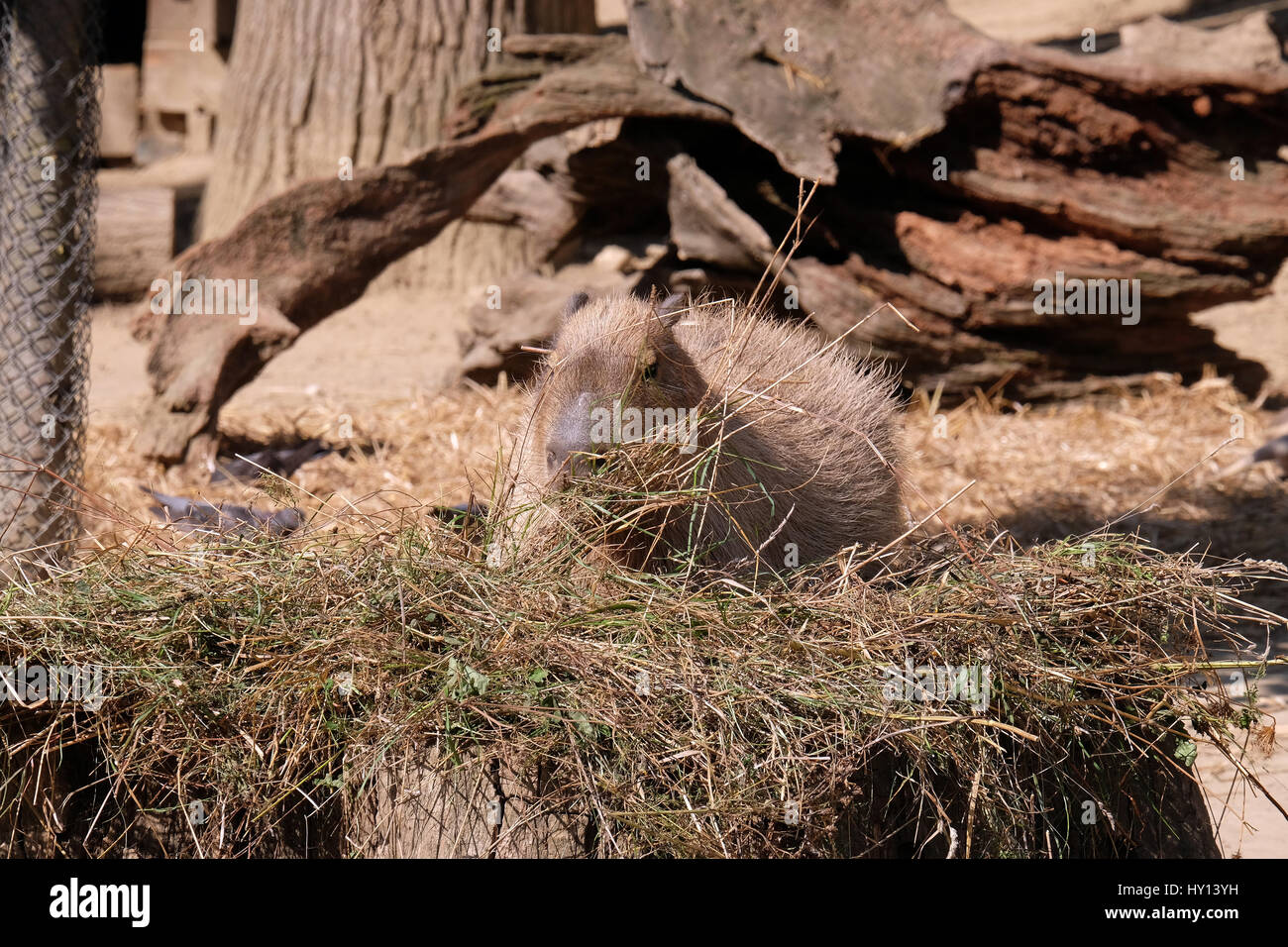Capybara - Kapibara (Hydrochoerus hydrochaeris), the largest living rodent in the world Stock Photo