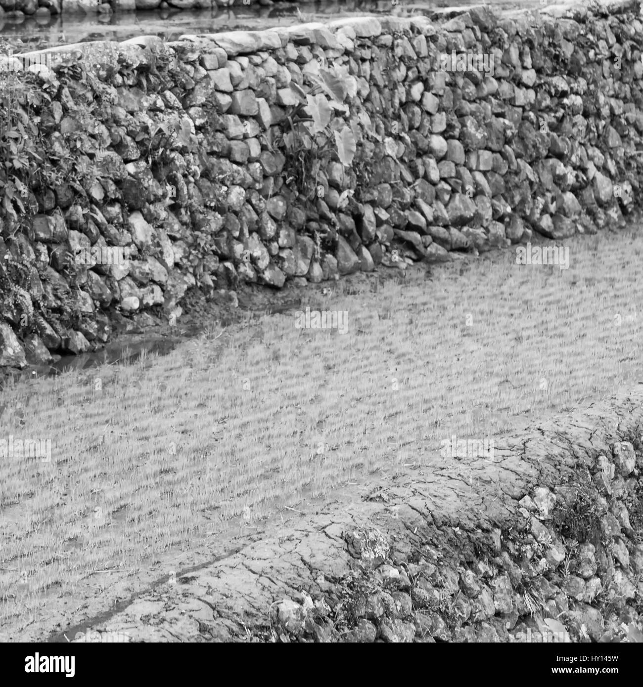 blur  in   philippines  close up of a rice cereal cultivation field Stock Photo