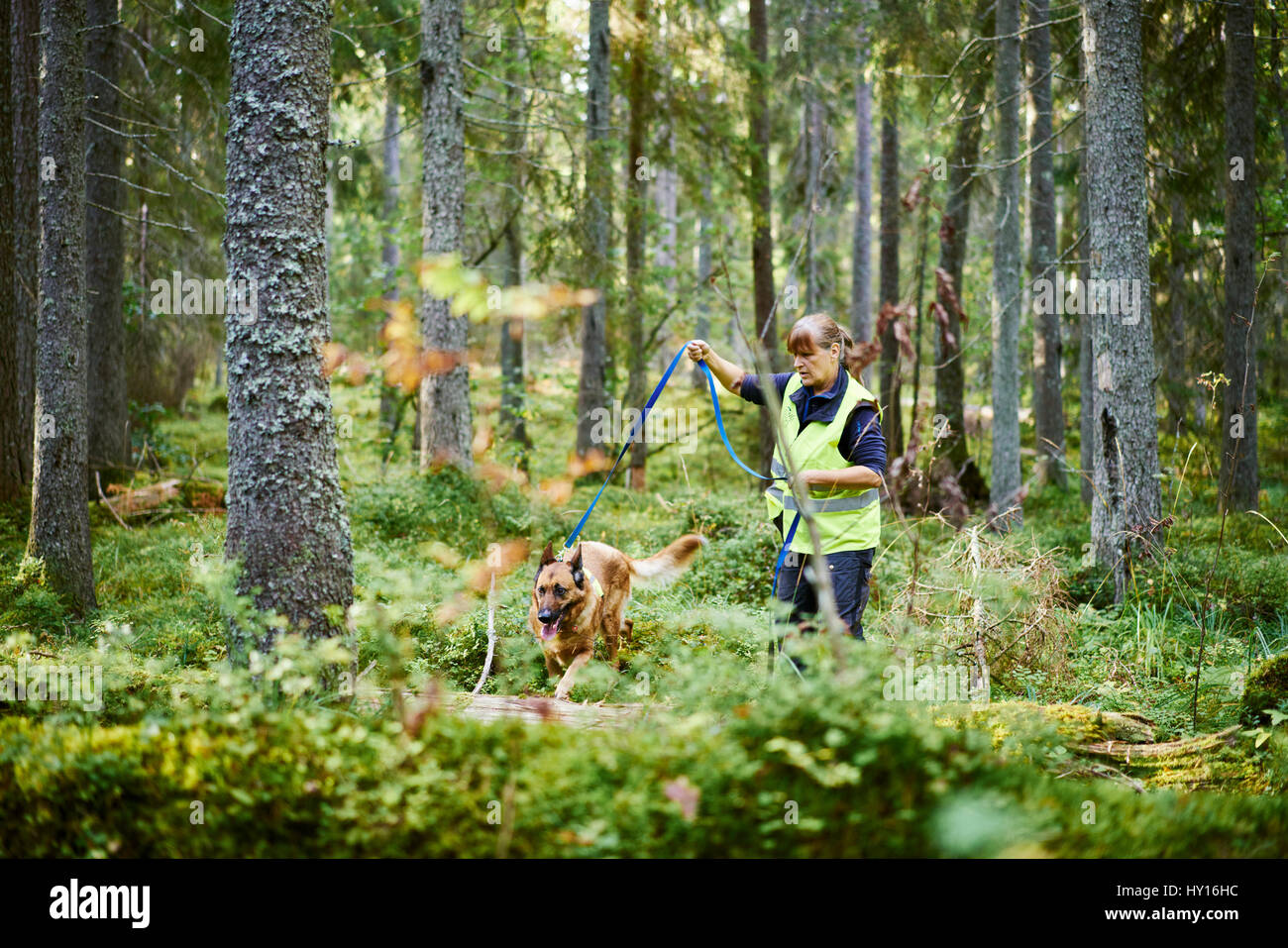 Sweden, Uppland, Rison, Volunteer with dog helping emergency services find missing people Stock Photo
