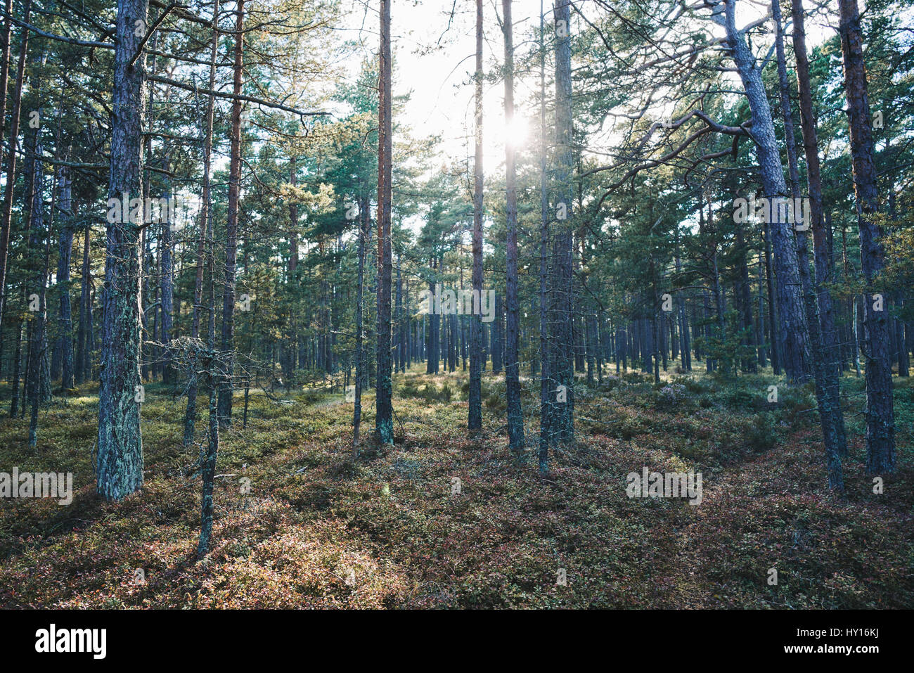 Sweden, Stockholm Archipelago, Sandhamn, Scenic landscape with forest Stock Photo
