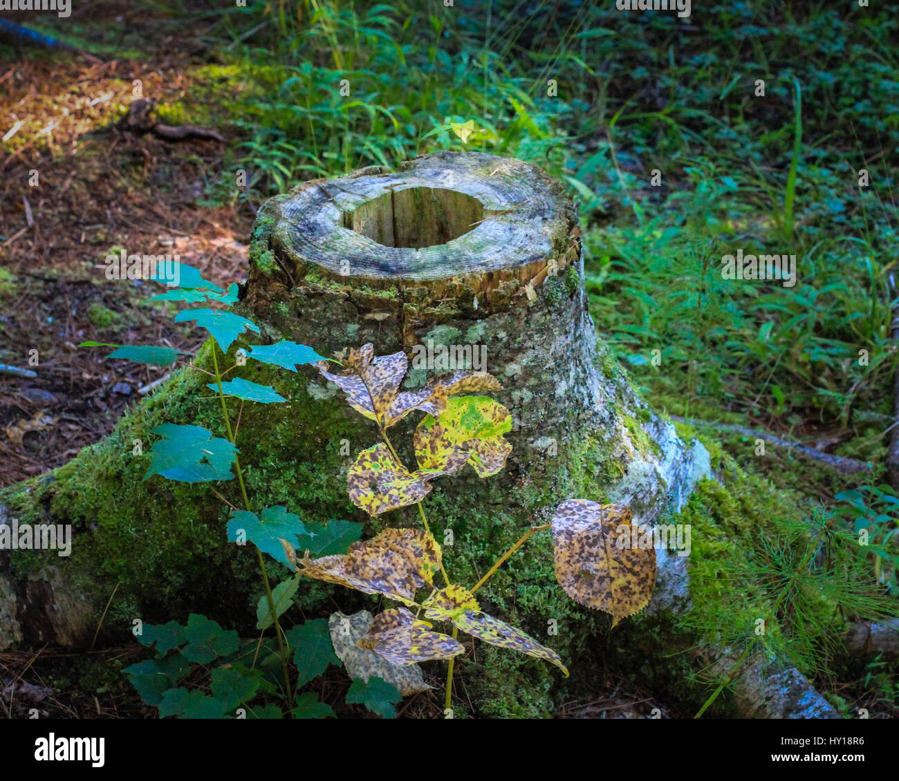 Hollow Tree Stump Stock Photo