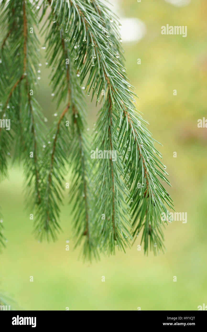 Picea spinulosa Stock Photo 137100176 Alamy