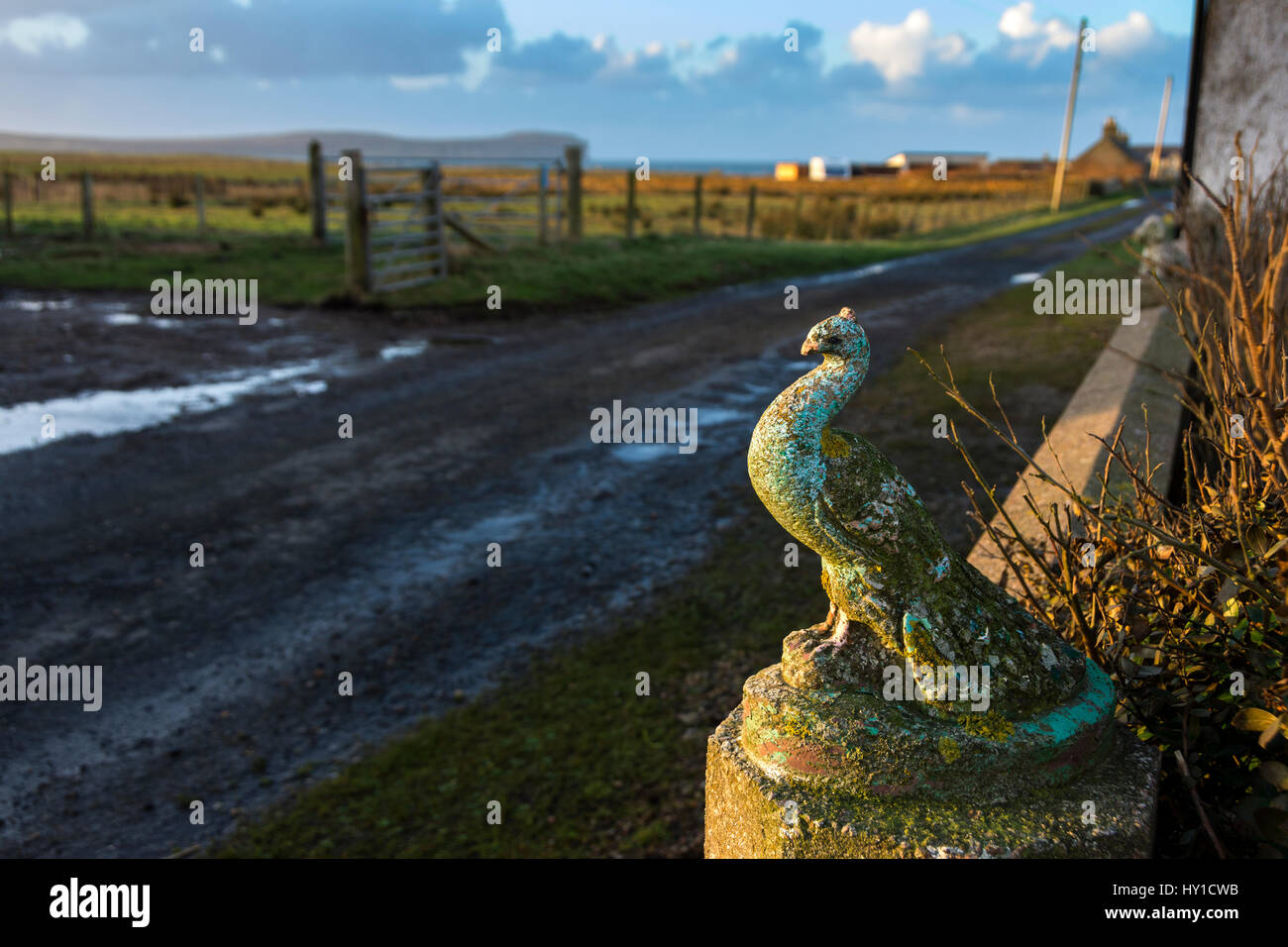 head bird hires stock photography and images Alamy