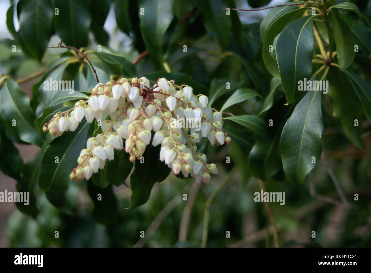 Pieris japonica 'Red Mill' at Clyne gardens, Swansea, Wales, UK. Stock Photo
