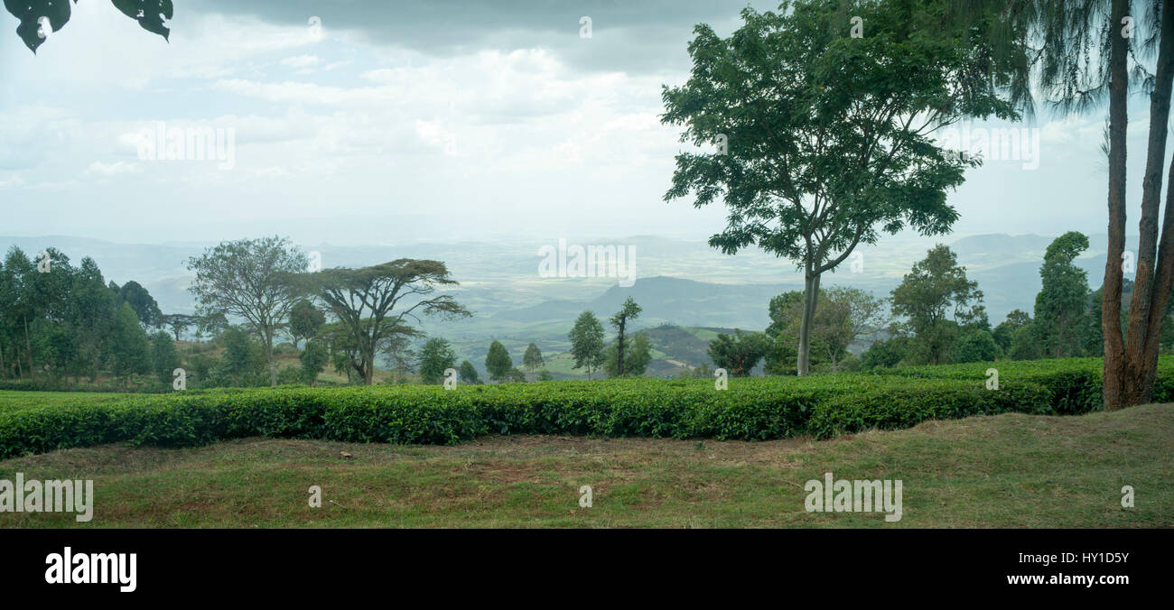 Sireet tea estate hires stock photography and images Alamy