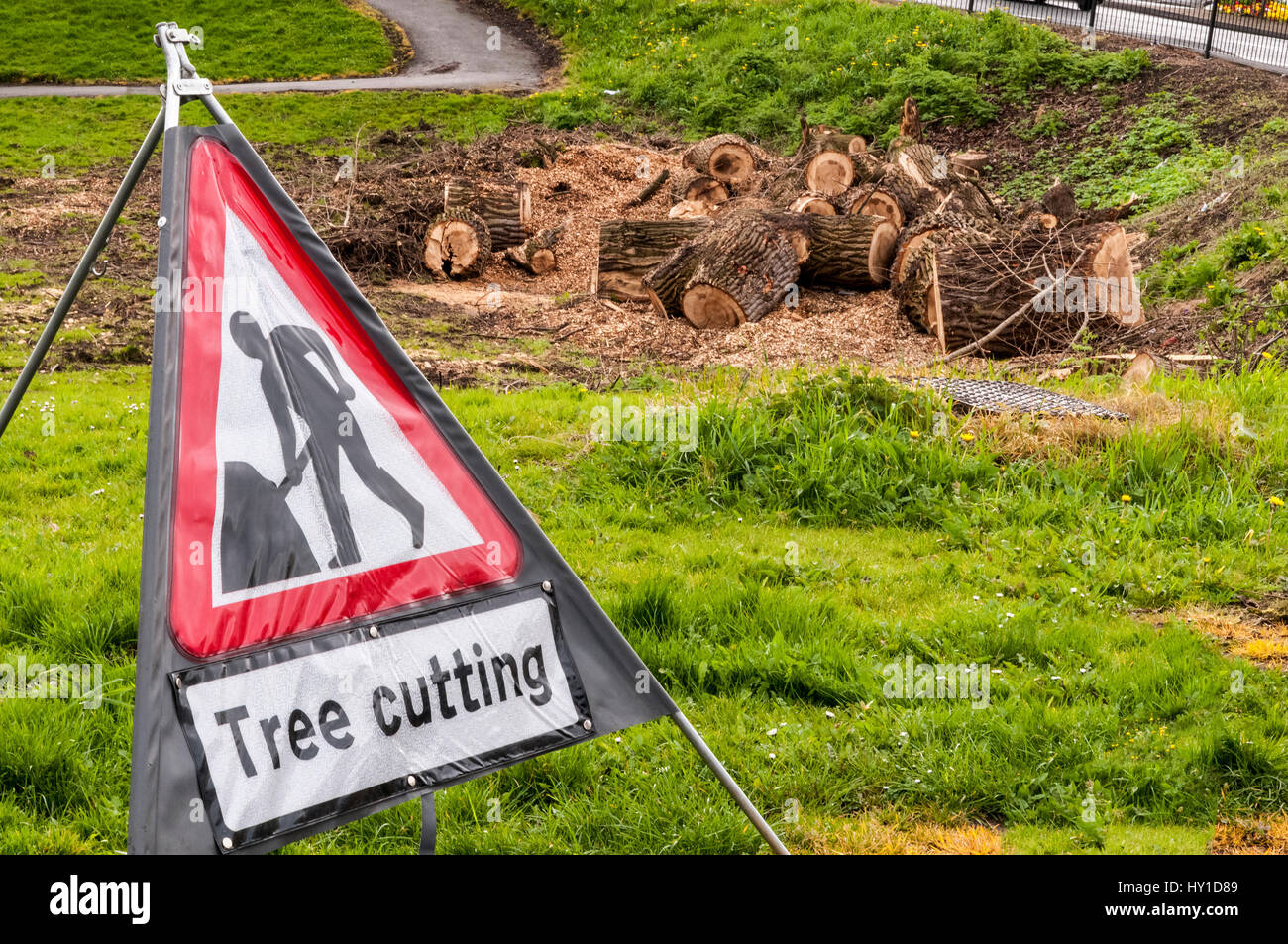 Tree felling in progress sign. Sawn tree logs in the background Stock Photo