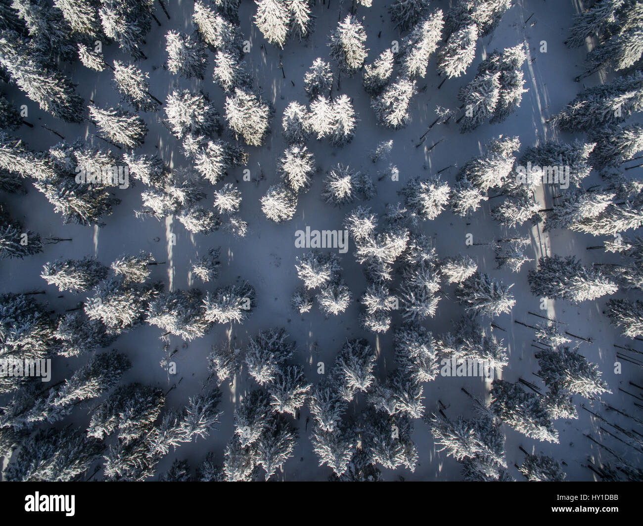 Aerial view of winter forest - trees covered with snow Stock Photo - Alamy