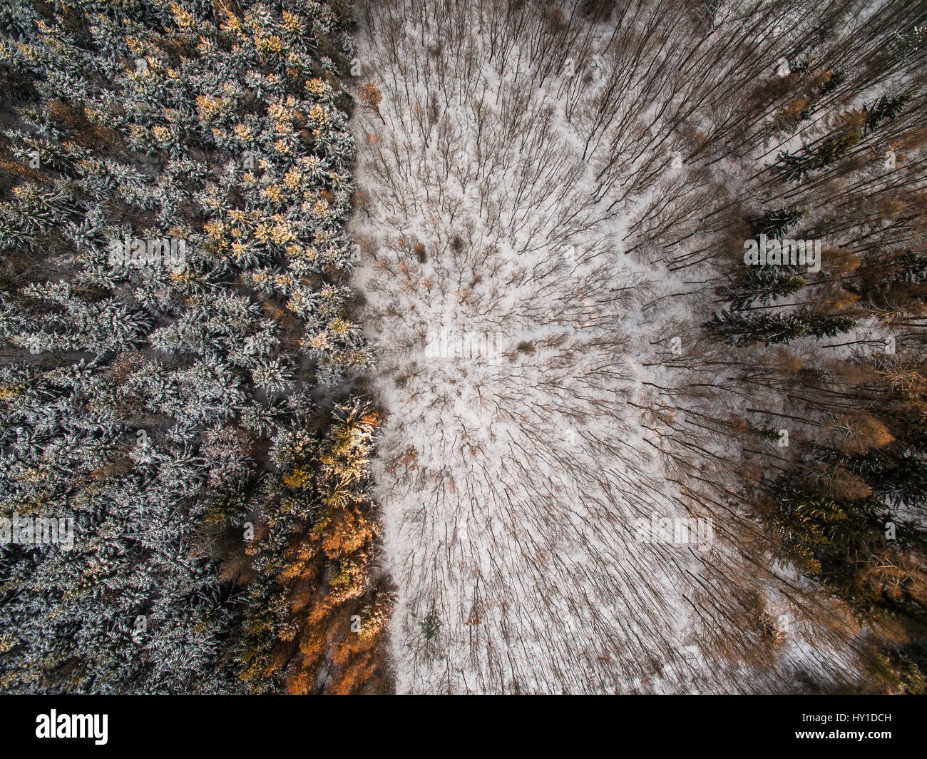 Aerial view of winter forest - trees covered with snow Stock Photo - Alamy