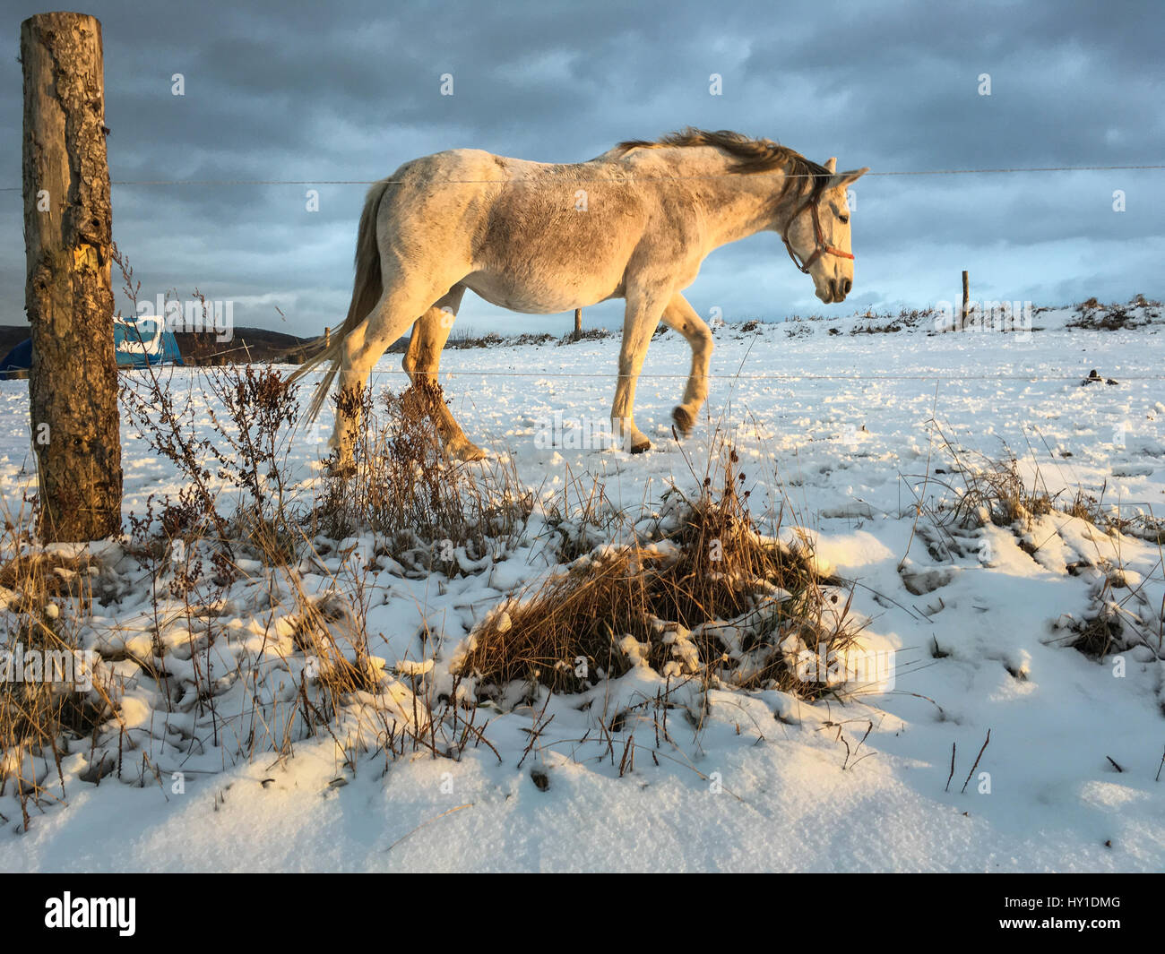 Black horse running in forest hi-res stock photography and images - Alamy