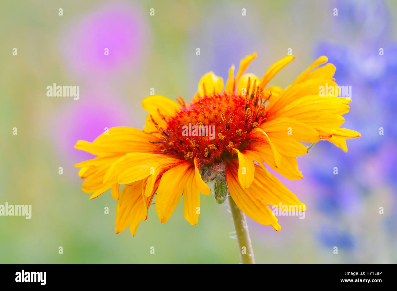 Blanketflower hires stock photography and images Alamy