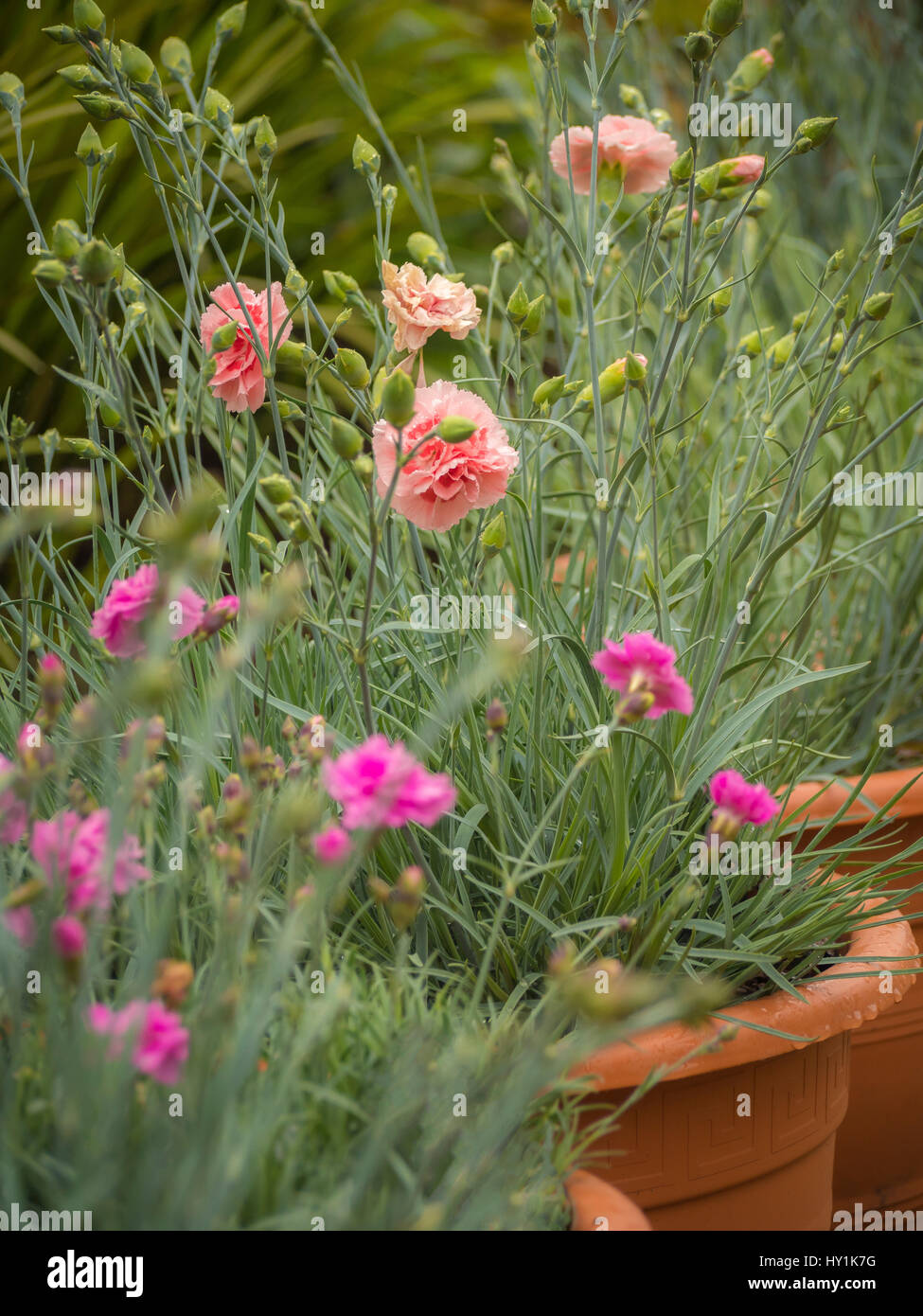 Flowering dianthus in terracotta pots Stock Photo Alamy