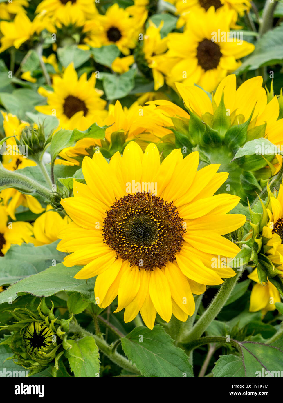 Dwarf sunflowers hires stock photography and images Alamy