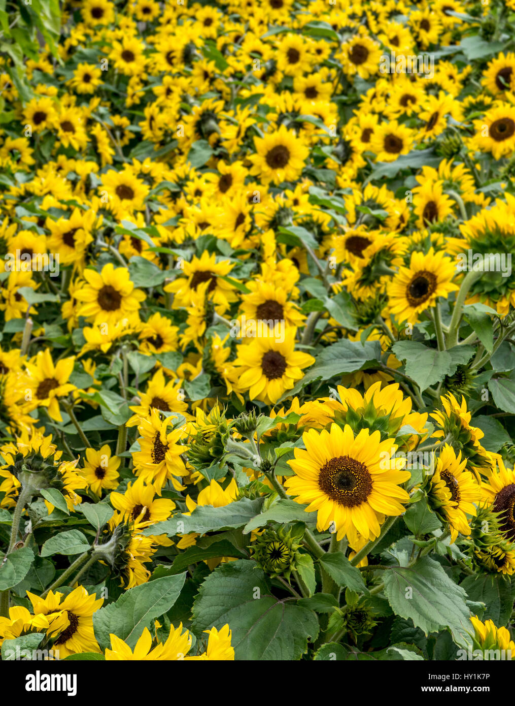 Munchkin dwarf sunflowers Stock Photo