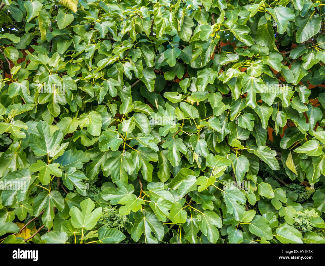 Fig tree growing against wall Stock Photo Alamy