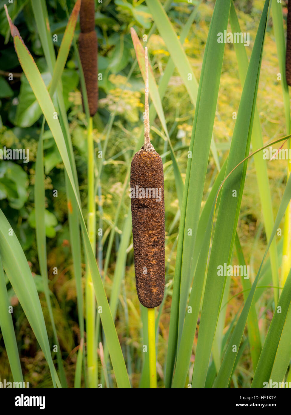 Bulrush (Cyperaceae family) Stock Photo