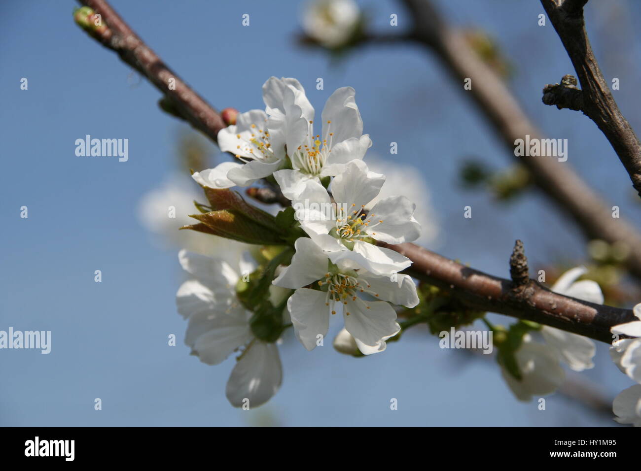 Spring Bourgeon American plum tree hi-res stock photography and images - Alamy