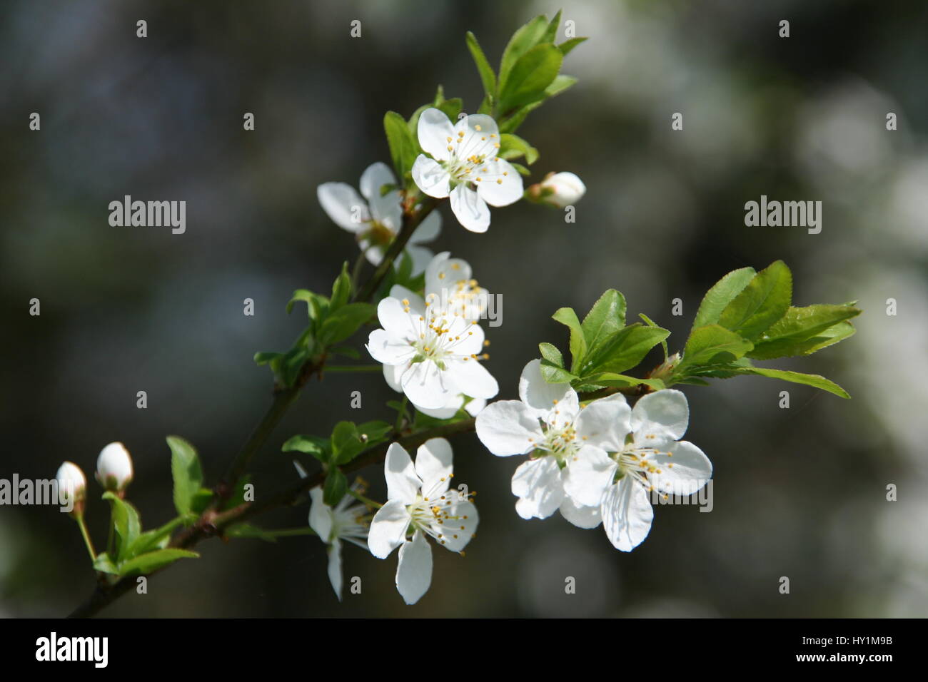 Spring Bourgeon Bourgeon High Resolution Stock Photography and Images - Alamy