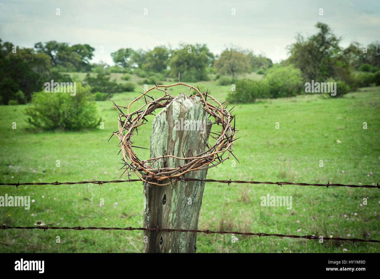 Selective focus crown of thorns on a Texas Hill Country fence post with