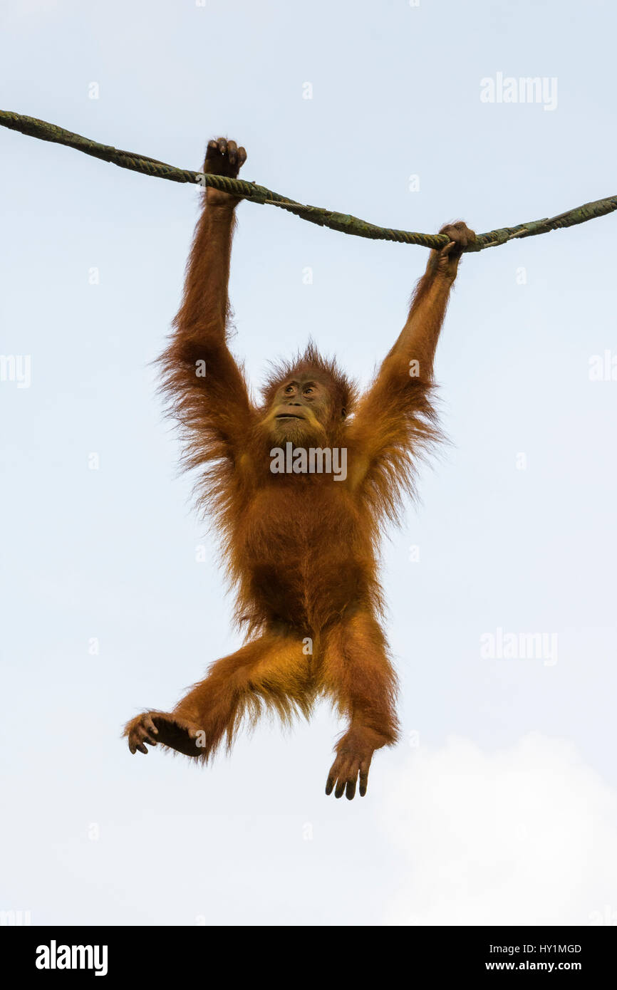 Orangutan swings from a rope in the Free-Ranging Orang-utan exhibit at Singapore Zoo, Singapore Stock Photo