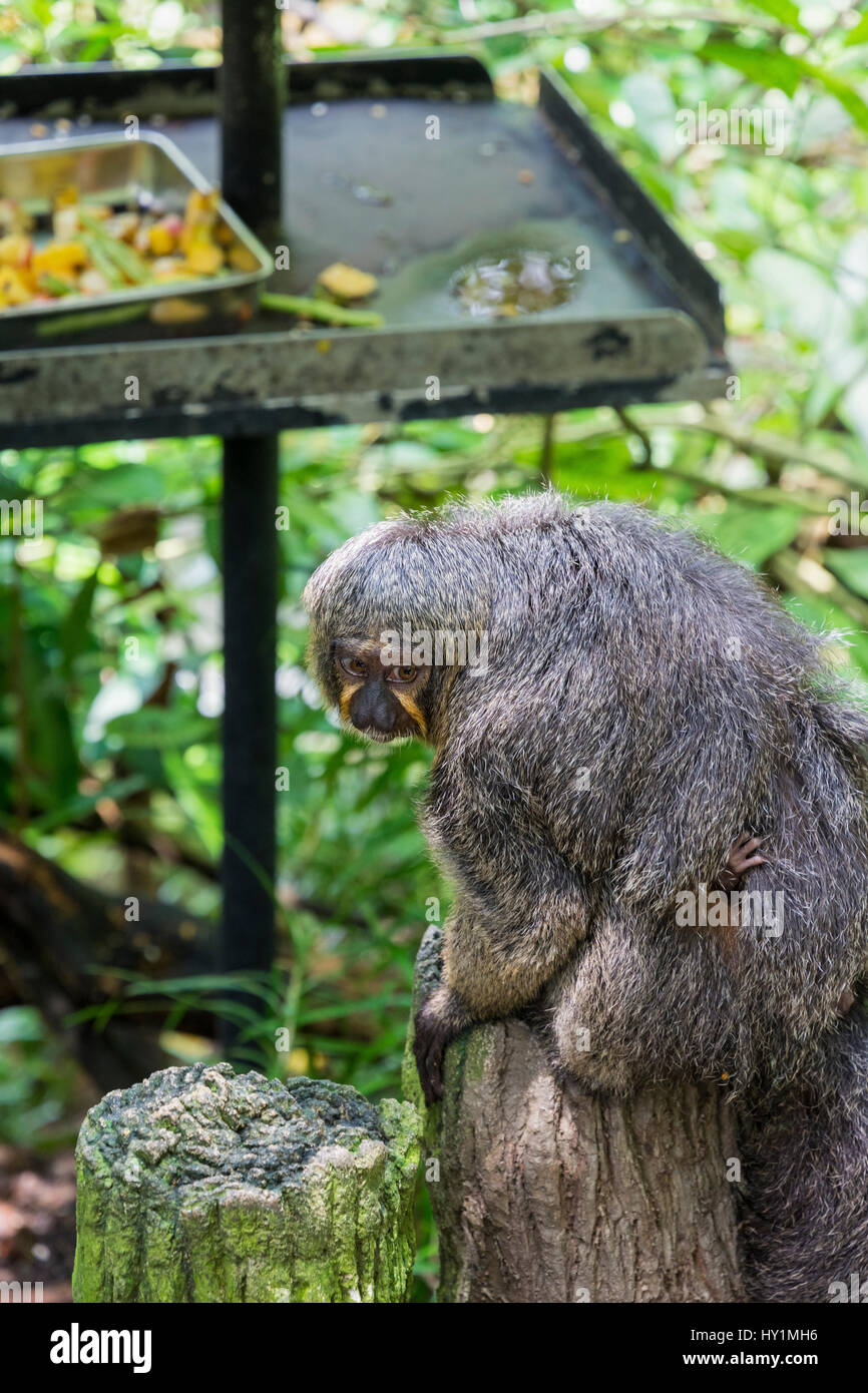 A female White-faced saki monkey carrying a baby in the Fragile Forest biodome in Singapore Zoo, Singapore Stock Photo