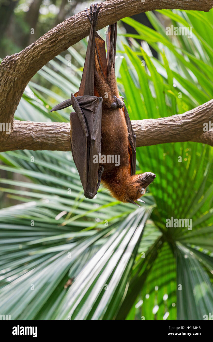 Malayan Flying Fox hanging upside down from a tree branch in the Fragile Forest biodome in Singapore Zoo, Singapore Stock Photo