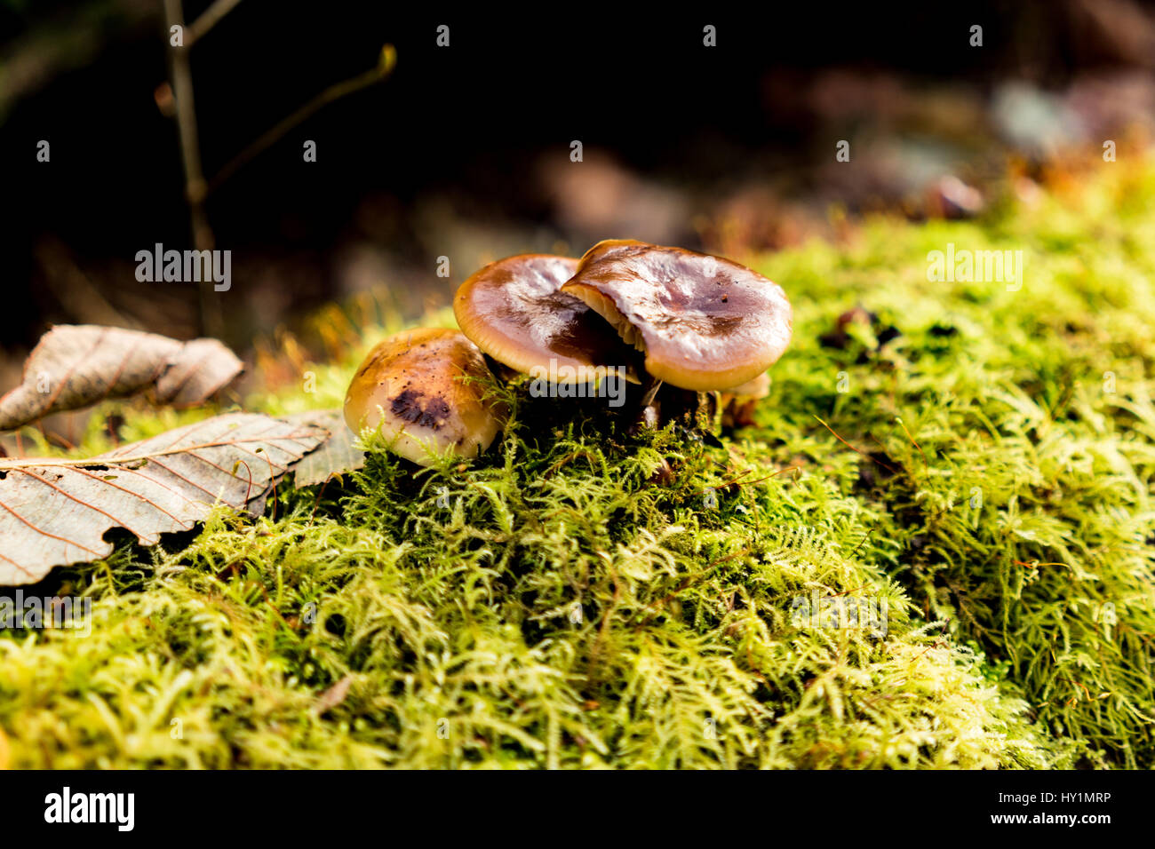 Close up shot of a small mushroom clumped on a log in discovery park Stock Photo