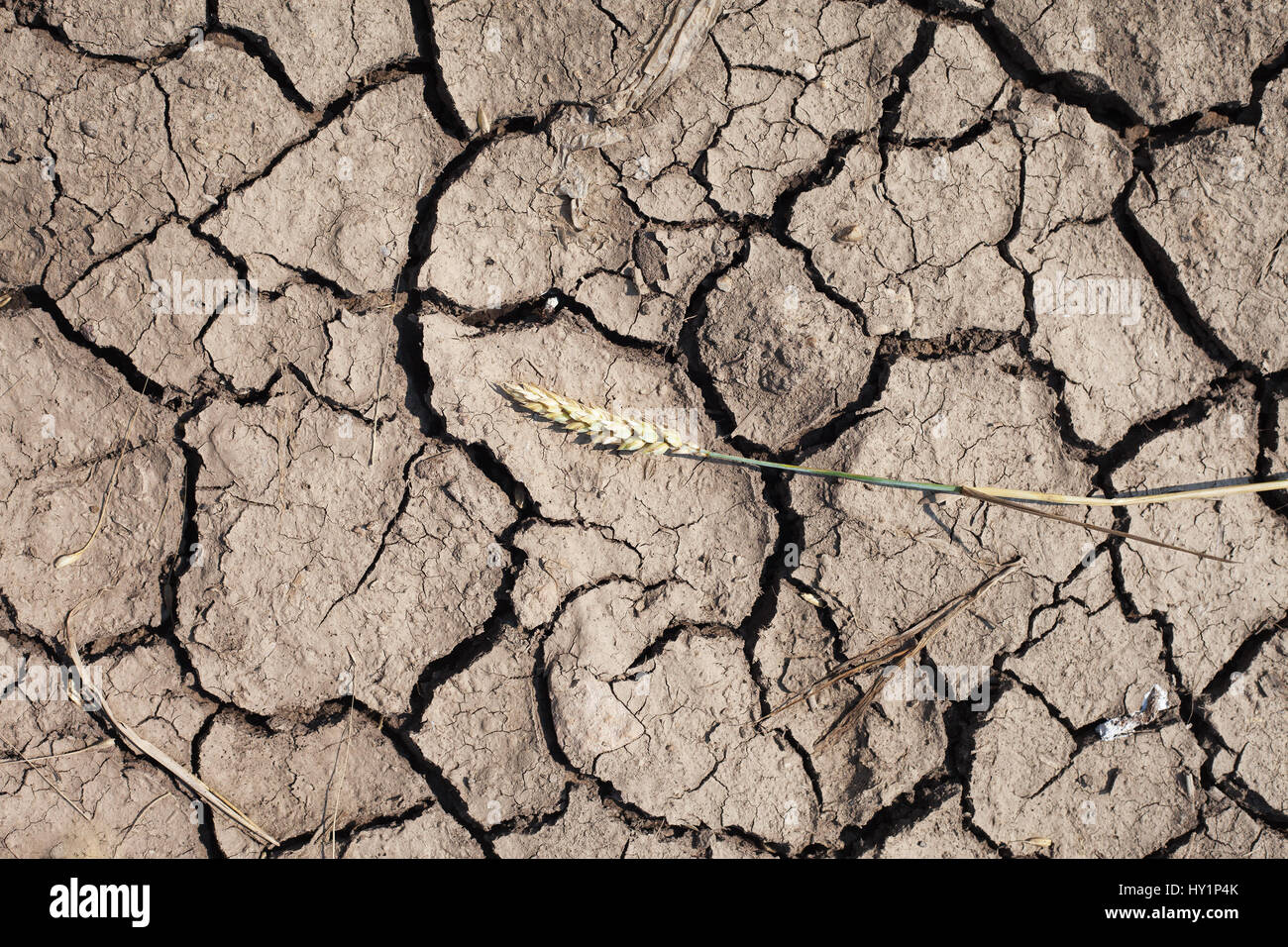 Dry spike on dry soil Stock Photo Alamy