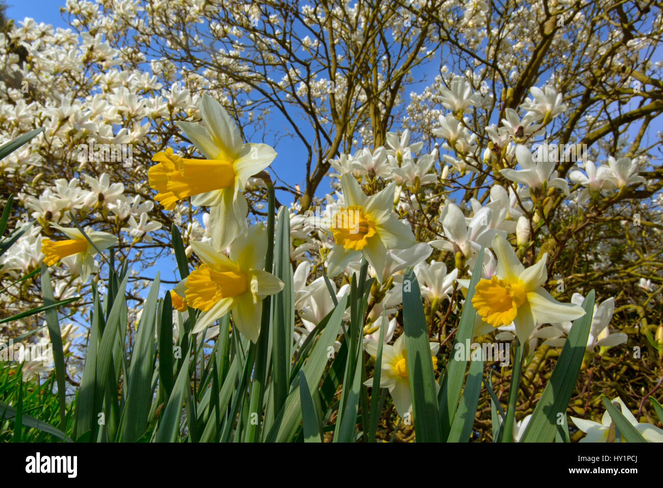 Magnolia tree in blossom with spring daffodils Stock Photo