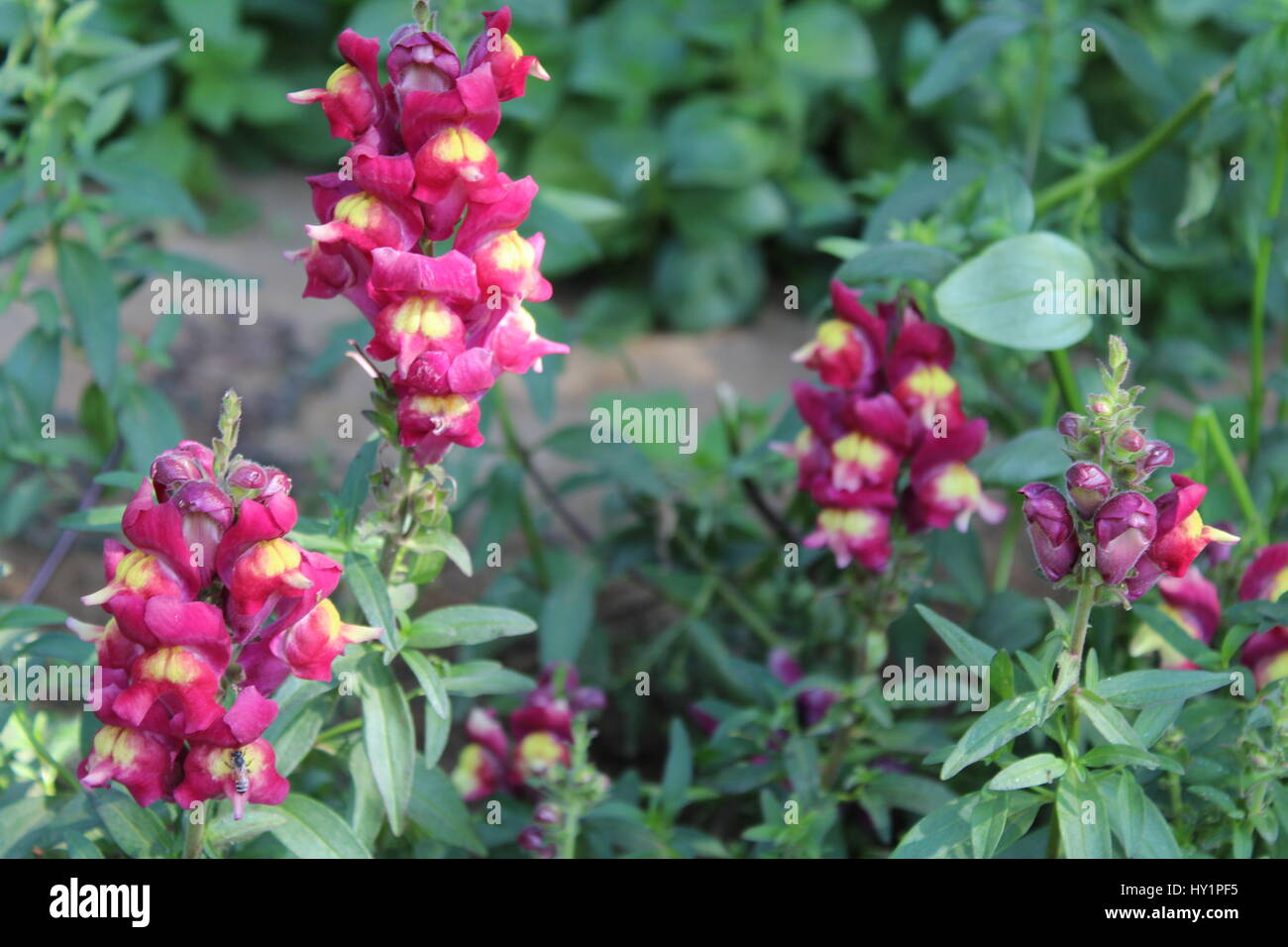 Honey poster hi-res stock photography and images - Alamy
