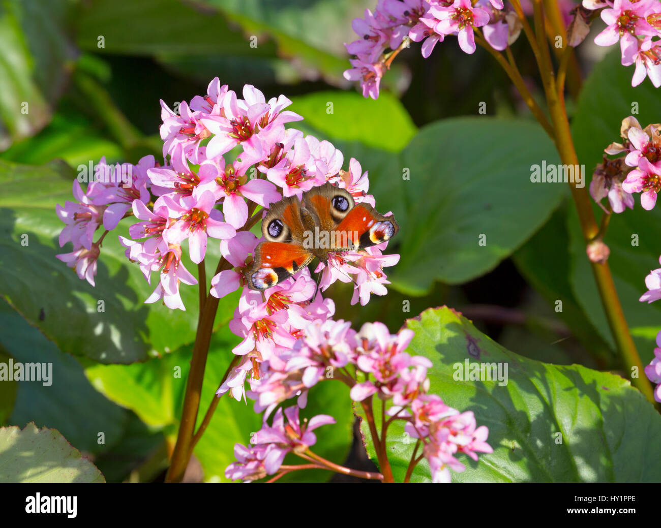 Peacock butterfly on Elephants Ears Bergenia cordifolia in Spring Stock Photo