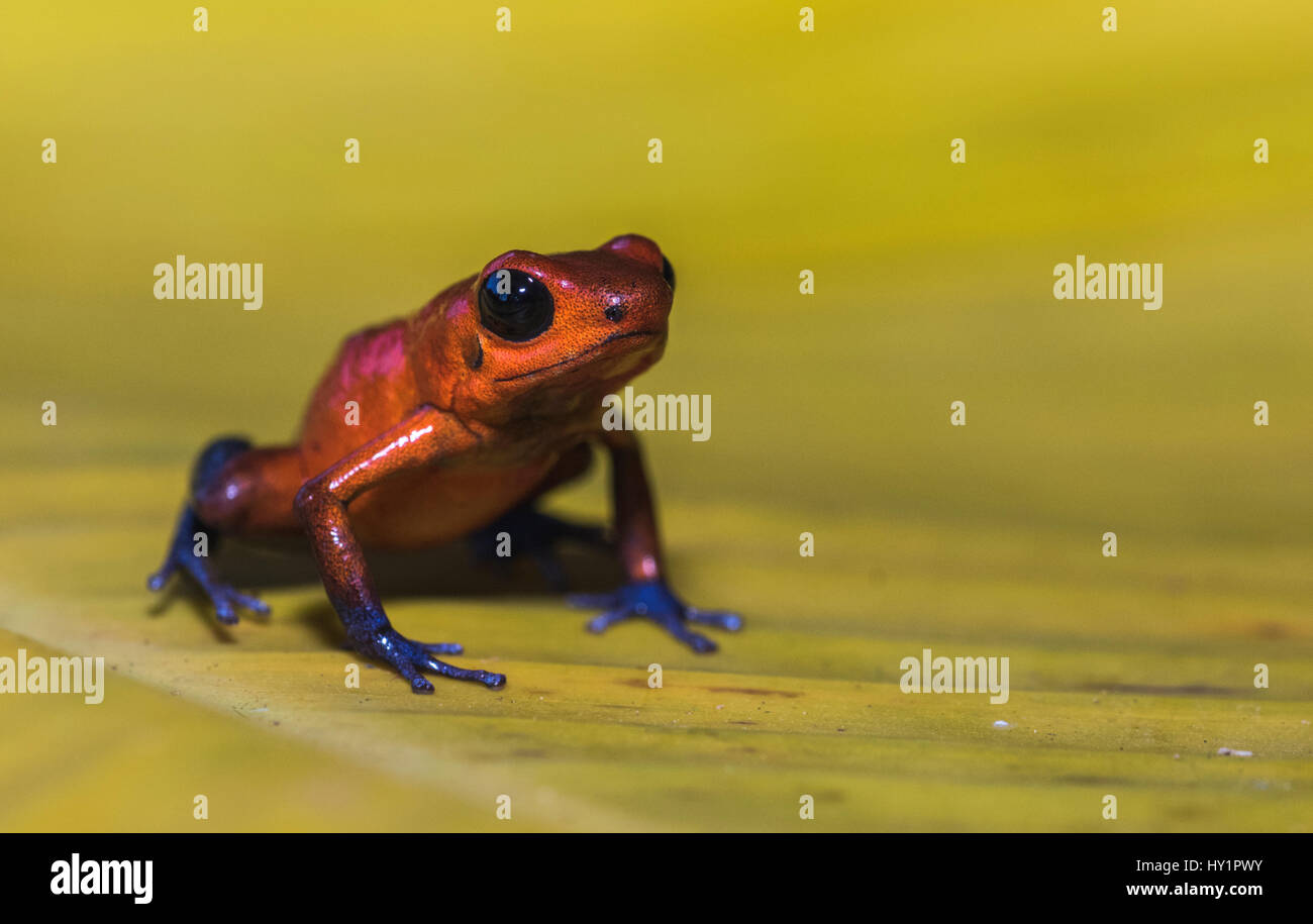 Blue-jeans Frog or Strawberry Poison-dart Frog, Dendrobates pumilio, sitting on a yellow banan leaf in rainforest at Laguna del Lagarto, Boca Tapada,  Stock Photo