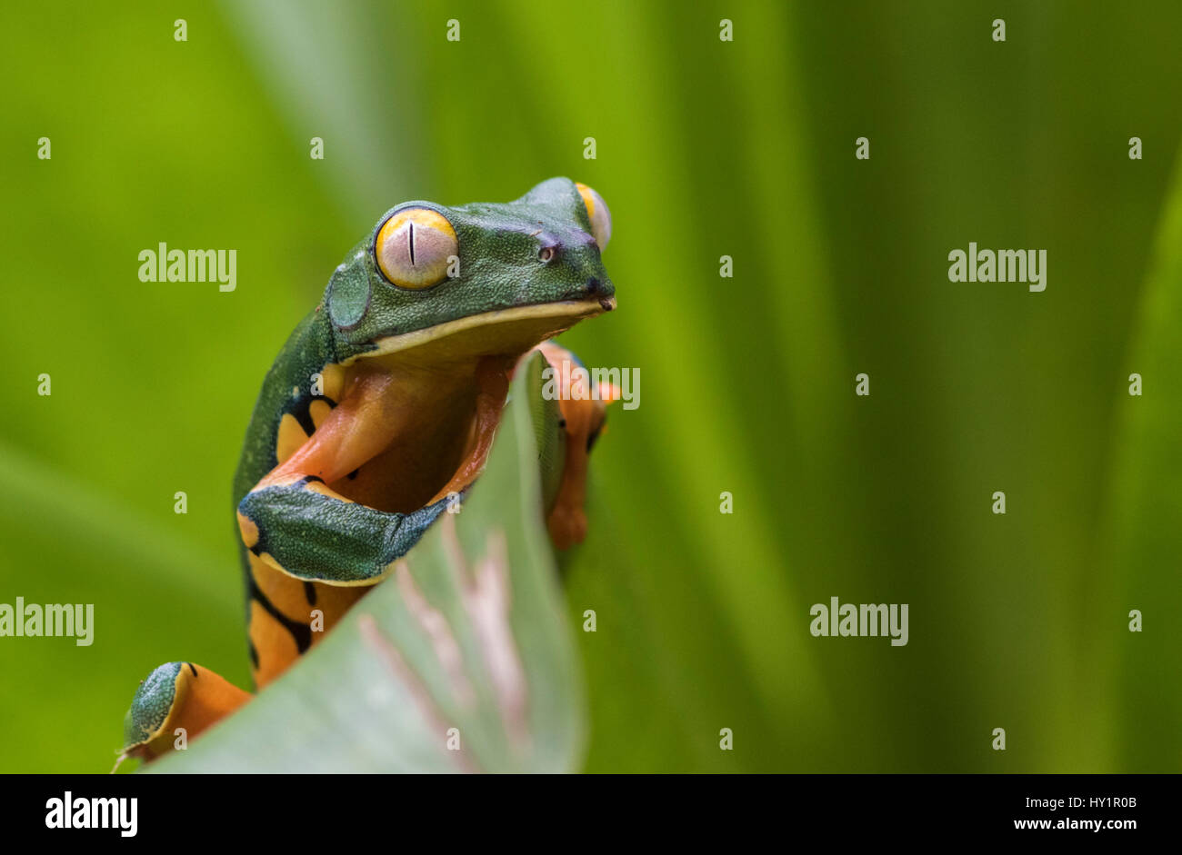 Splendid leaf frog, Cruziohyla calcarifer, climbing on a leaf, looking towards camera, in rainforest, Laguna del Lagarto, Boca Tapada, San Carlos, Cos Stock Photo